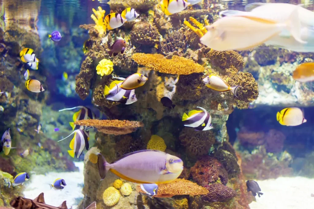 Diversos peixes tropicais coloridos nadam entre corais e esponjas marinhas em um recife vibrante, com luz natural atravessando a água.
