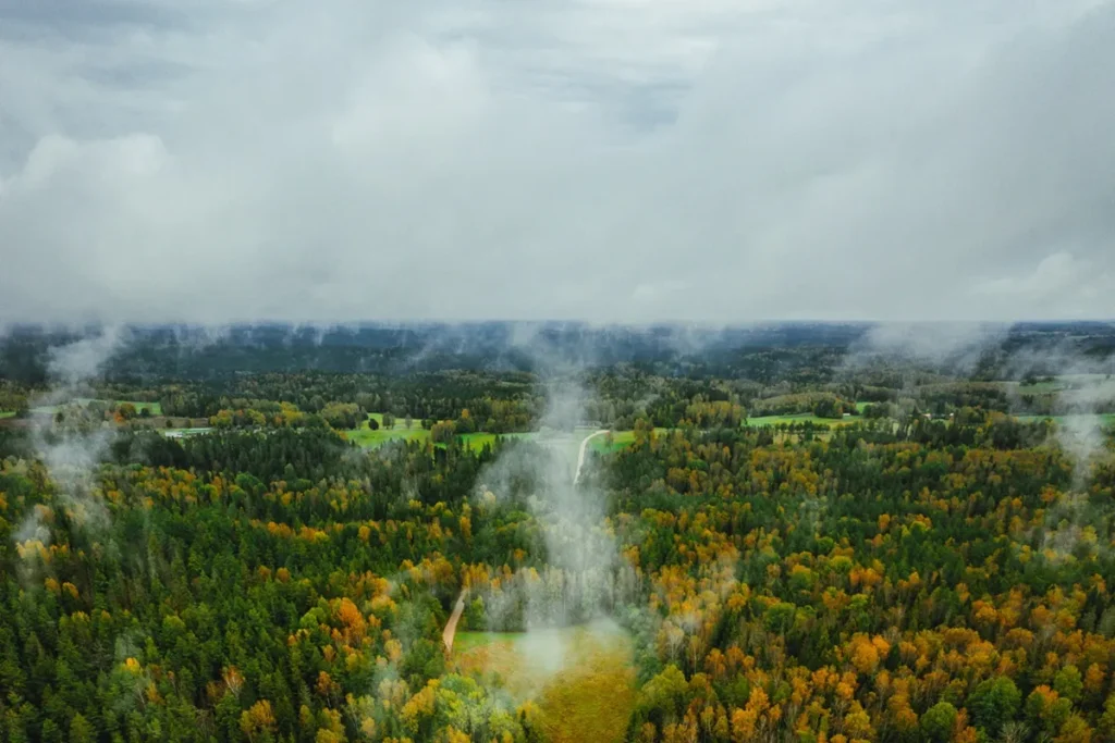 Vista aérea de uma floresta tropical coberta por neblina leve, com árvores em tons de verde e amarelo sob céu nublado, representando o clima equatorial úmido.