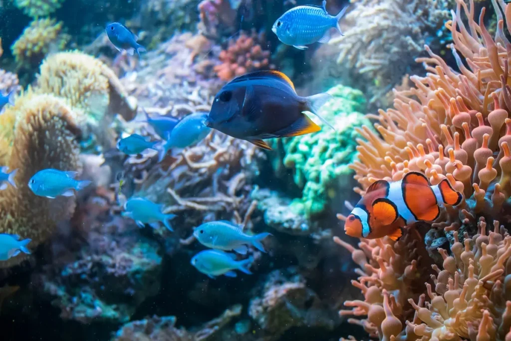 Peixe-palhaço laranja e branco nada entre corais e anêmonas coloridas ao lado de peixes azuis em um recife tropical.