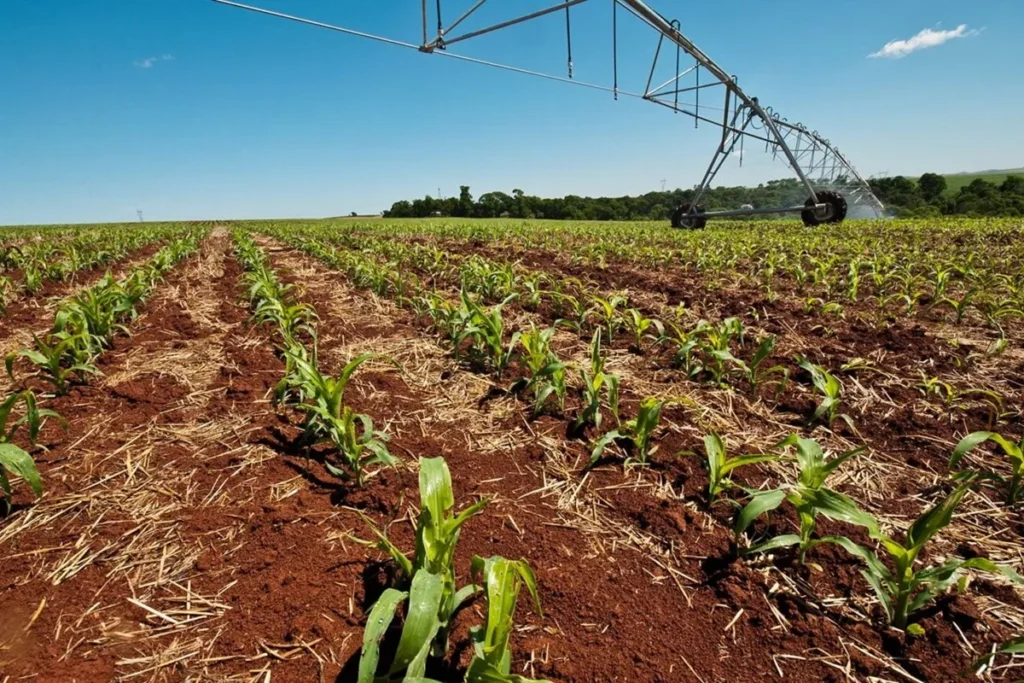 Sistema de irrigação por pivô central em lavoura de milho jovem, cultivada com técnica de plantio direto e cobertura de palha sobre o solo