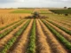 Trator realizando plantio direto em uma lavoura com cobertura de palha, mostrando fileiras de cultivo verde e técnicas sustentáveis de agricultura