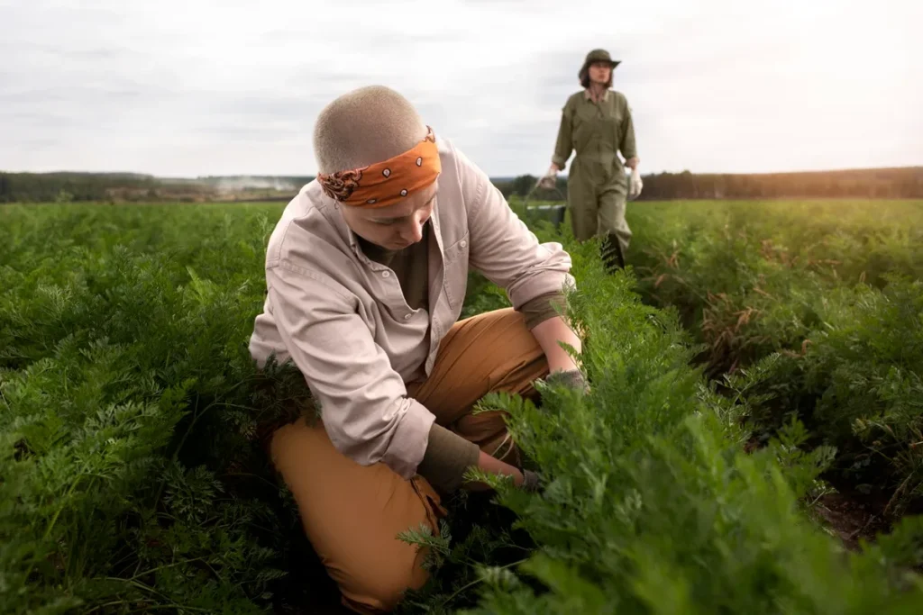 Agricultora ajoelhada colhendo hortaliças verdes em plantação, enquanto outra pessoa caminha ao fundo carregando um cesto.