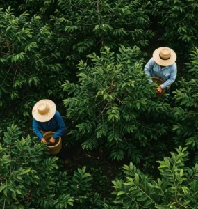 Dois trabalhadores rurais com chapéus de palha colhendo frutos em meio a uma plantação densa vista de cima.