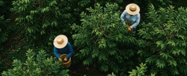 Dois trabalhadores rurais com chapéus de palha colhendo frutos em meio a uma plantação densa vista de cima.