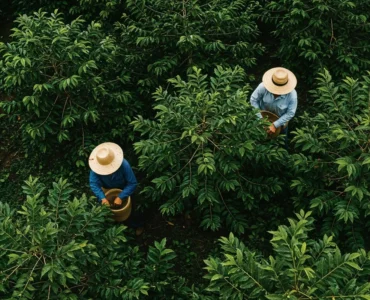 Dois trabalhadores rurais com chapéus de palha colhendo frutos em meio a uma plantação densa vista de cima.