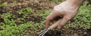 Mão utilizando ferramenta de jardinagem para revolver o solo com adubação verde, promovendo fertilidade e saúde do solo.