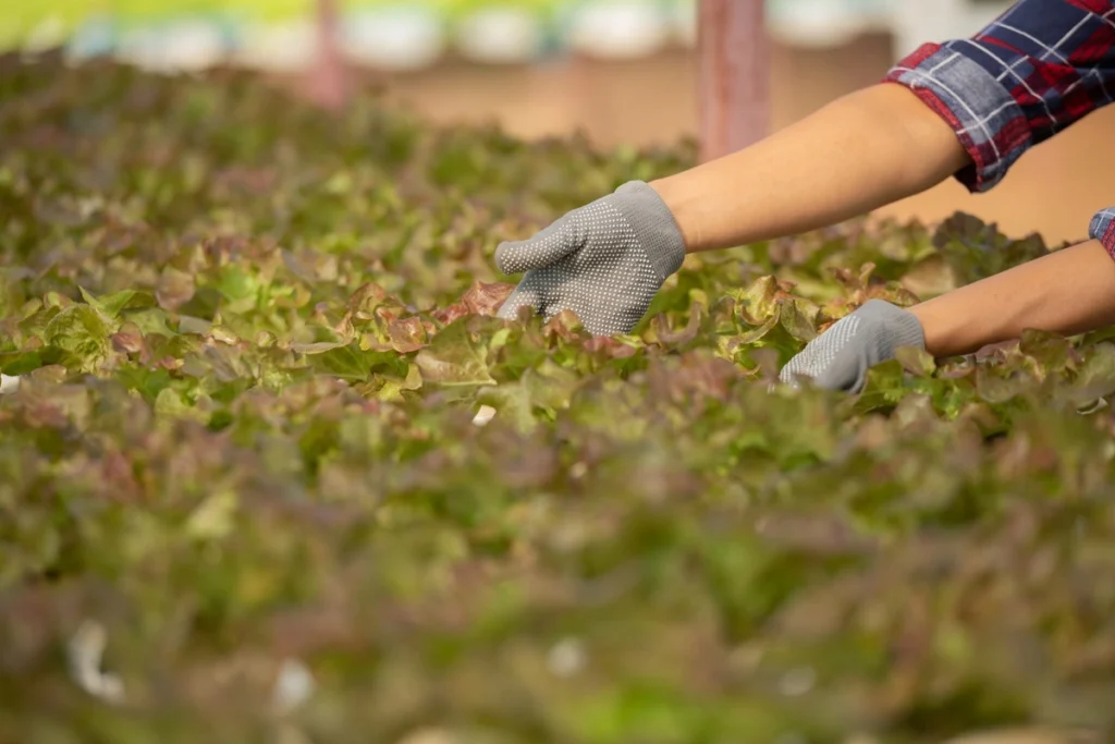 Mãos com luvas realizando manejo de adubação verde em plantação agrícola, promovendo fertilidade do solo e cultivo sustentável.
