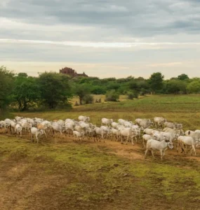 Rebanho de gado nelore sendo conduzido por vaqueiros em uma área rural com vegetação e céu nublado.