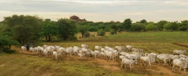 Rebanho de gado nelore sendo conduzido por vaqueiros em uma área rural com vegetação e céu nublado.
