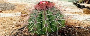 Cacto da Caatinga com espinhos longos crescendo em solo seco e pedregoso do semiárido