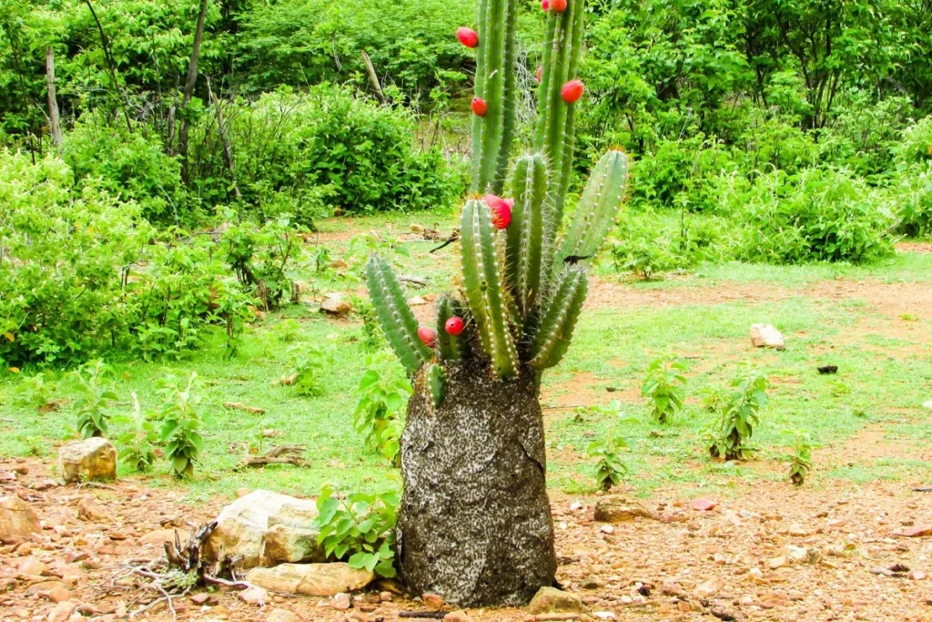Cacto da Caatinga com frutos vermelhos crescendo em solo seco e vegetação típica do semiárido