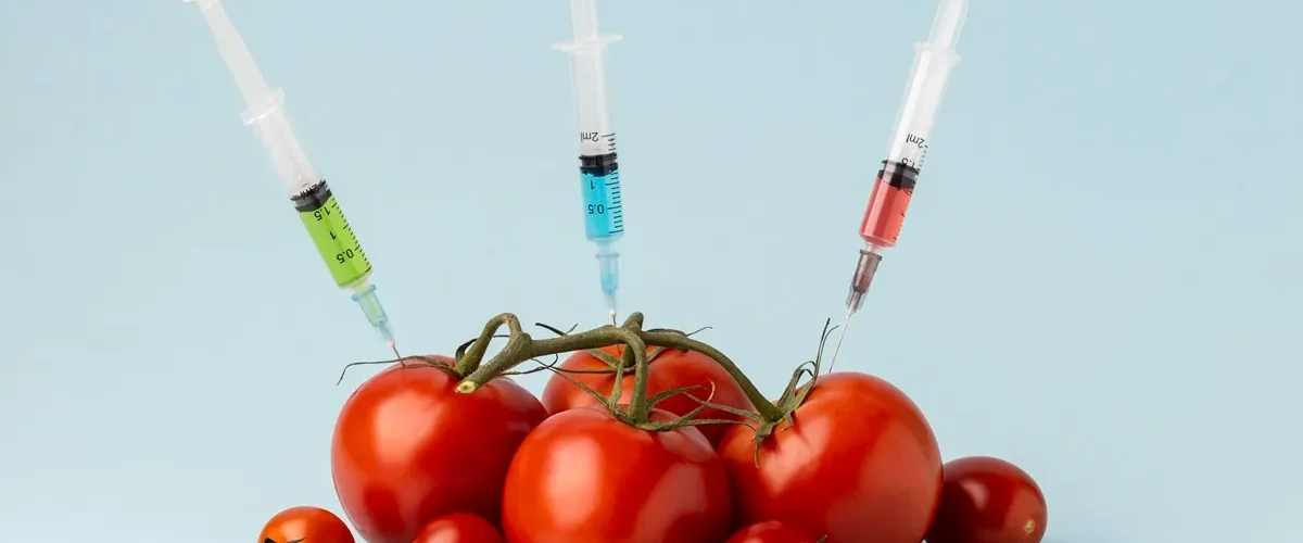 Tomates vermelhos sendo perfurados por seringas com líquidos coloridos, simbolizando alimentos geneticamente modificados.