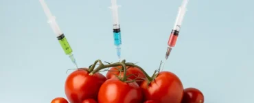 Tomates vermelhos sendo perfurados por seringas com líquidos coloridos, simbolizando alimentos geneticamente modificados.