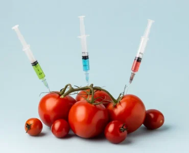 Tomates vermelhos sendo perfurados por seringas com líquidos coloridos, simbolizando alimentos geneticamente modificados.