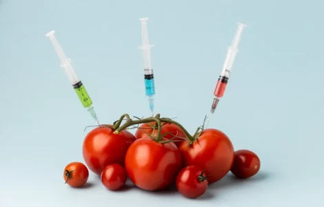 Tomates vermelhos sendo perfurados por seringas com líquidos coloridos, simbolizando alimentos geneticamente modificados.