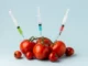 Tomates vermelhos sendo perfurados por seringas com líquidos coloridos, simbolizando alimentos geneticamente modificados.
