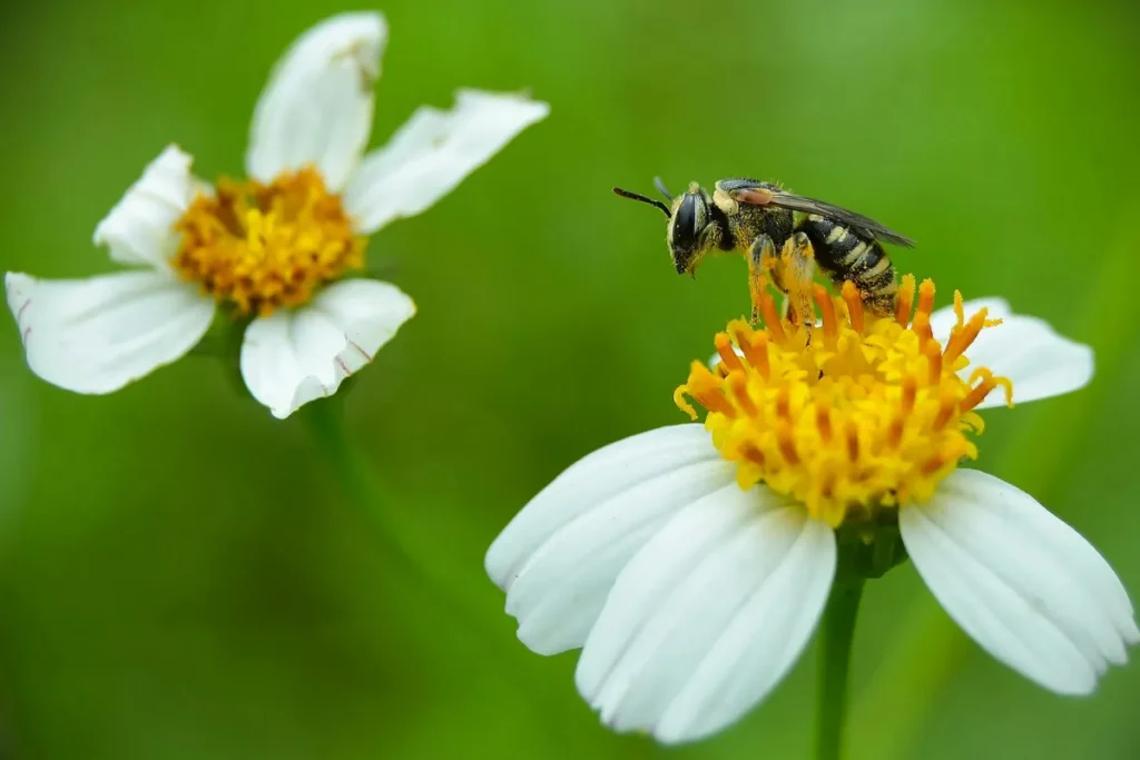Sucessão ecológica