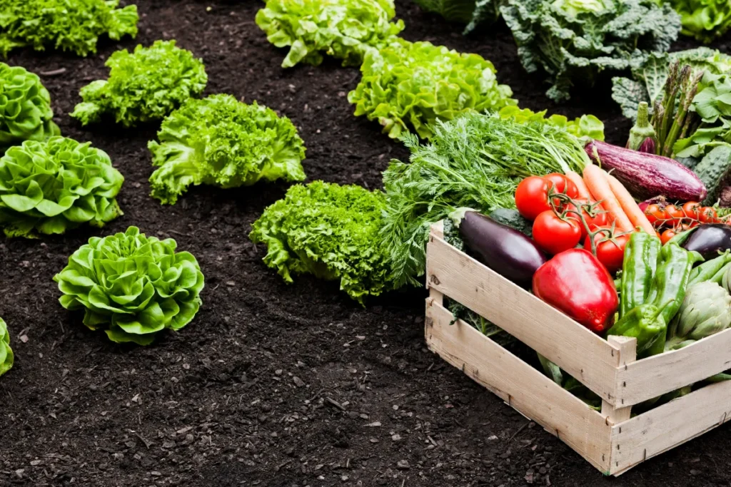 Caixa com vários vegetais no meio de uma cultura de alface.