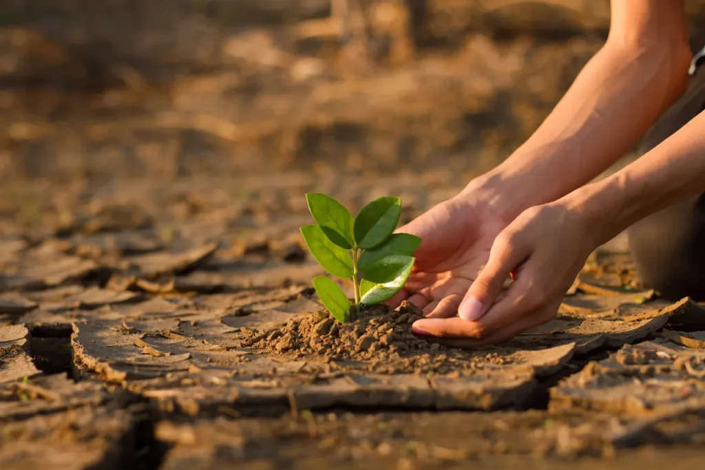 Mãos plantando uma pequena muda verde em solo seco e rachado