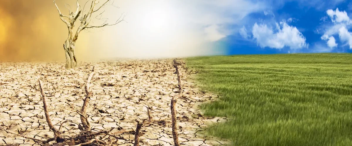 Paisagem dividida entre solo seco com árvore morta e campo verde sob céu azul