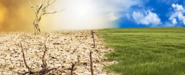 Paisagem dividida entre solo seco com árvore morta e campo verde sob céu azul