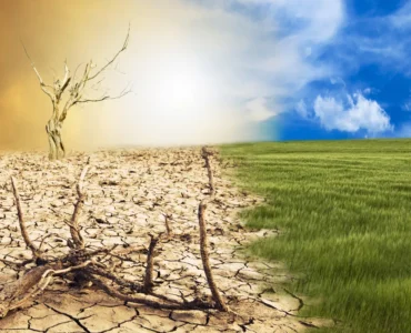 Paisagem dividida entre solo seco com árvore morta e campo verde sob céu azul