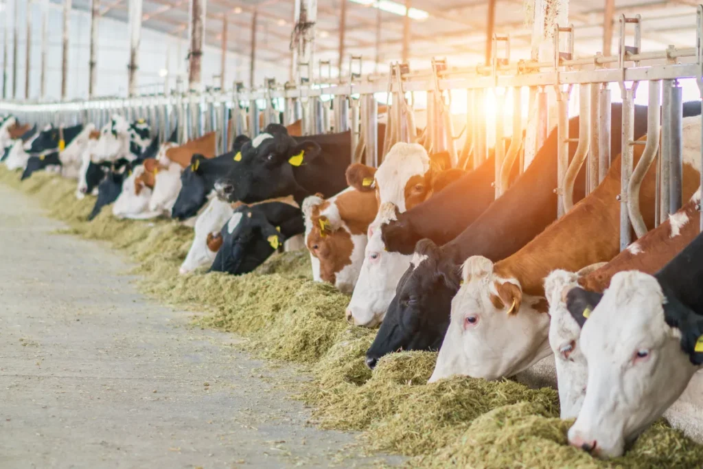 Vacas alinhadas em um estábulo comendo silagem em cochos dentro de uma instalação de pecuária.
