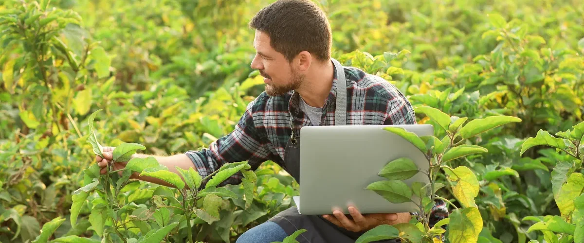 Agricultor agachado em uma plantação observando folhas da cultura enquanto segura um notebook no campo.