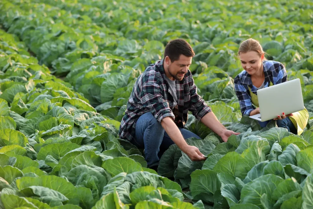 Agricultor agachado em uma plantação observando folhas da cultura enquanto segura um notebook no campo.