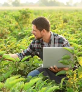 Agricultor agachado em uma plantação observando folhas da cultura enquanto segura um notebook no campo.
