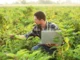 Agricultor agachado em uma plantação observando folhas da cultura enquanto segura um notebook no campo.