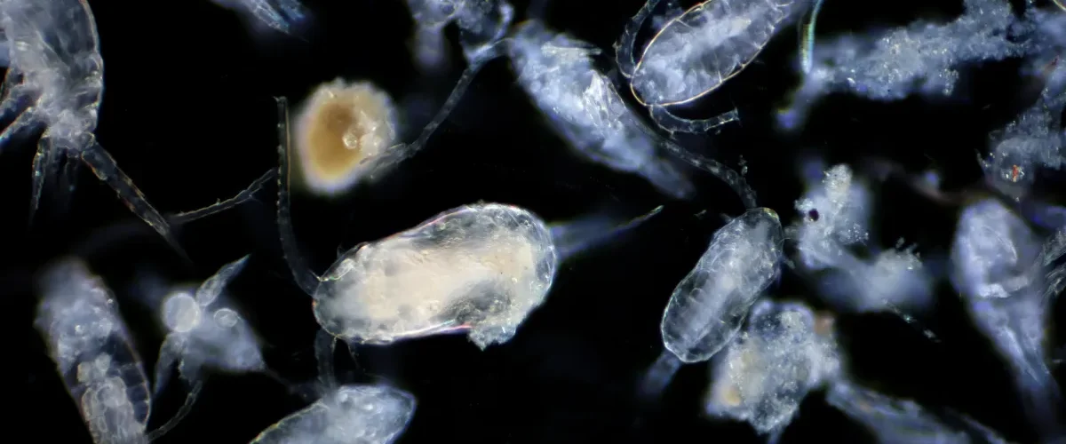 Organismos microscópicos do plâncton vistos em fundo escuro sob aumento.