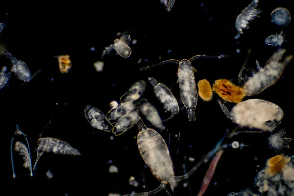 Diversos organismos microscópicos do plâncton flutuando em fundo escuro sob aumento.