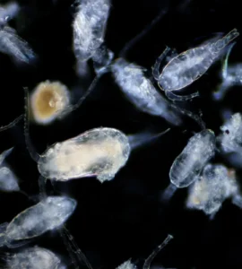 Organismos microscópicos do plâncton vistos em fundo escuro sob aumento.