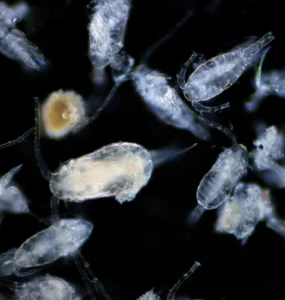 Organismos microscópicos do plâncton vistos em fundo escuro sob aumento.