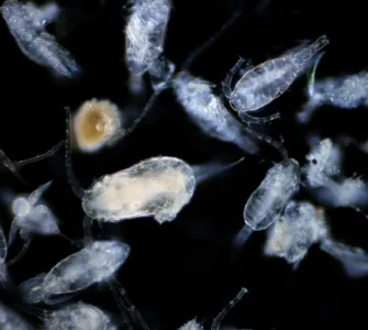 Organismos microscópicos do plâncton vistos em fundo escuro sob aumento.