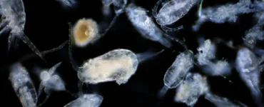 Organismos microscópicos do plâncton vistos em fundo escuro sob aumento.