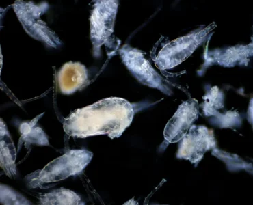 Organismos microscópicos do plâncton vistos em fundo escuro sob aumento.