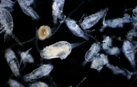 Organismos microscópicos do plâncton vistos em fundo escuro sob aumento.