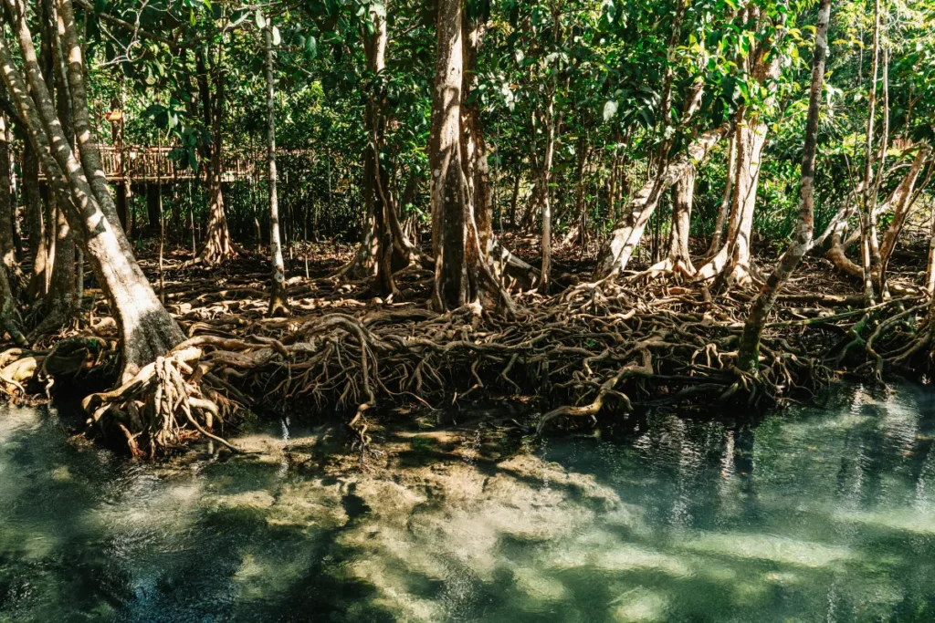 Área de manguezal com árvores, raízes entrelaçadas e água clara em região costeira