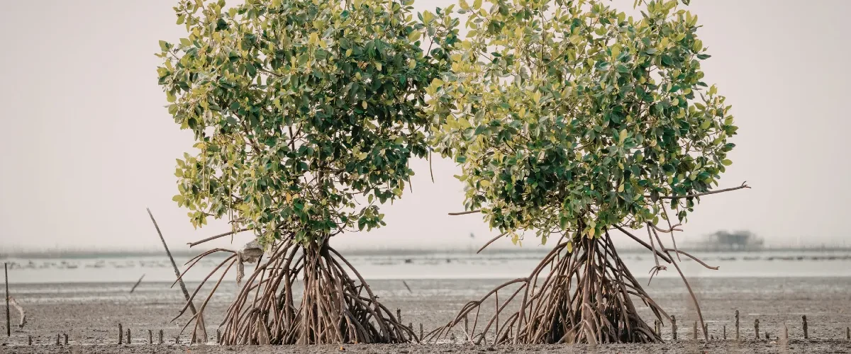Árvores de mangue com raízes expostas em solo lamacento durante maré baixa