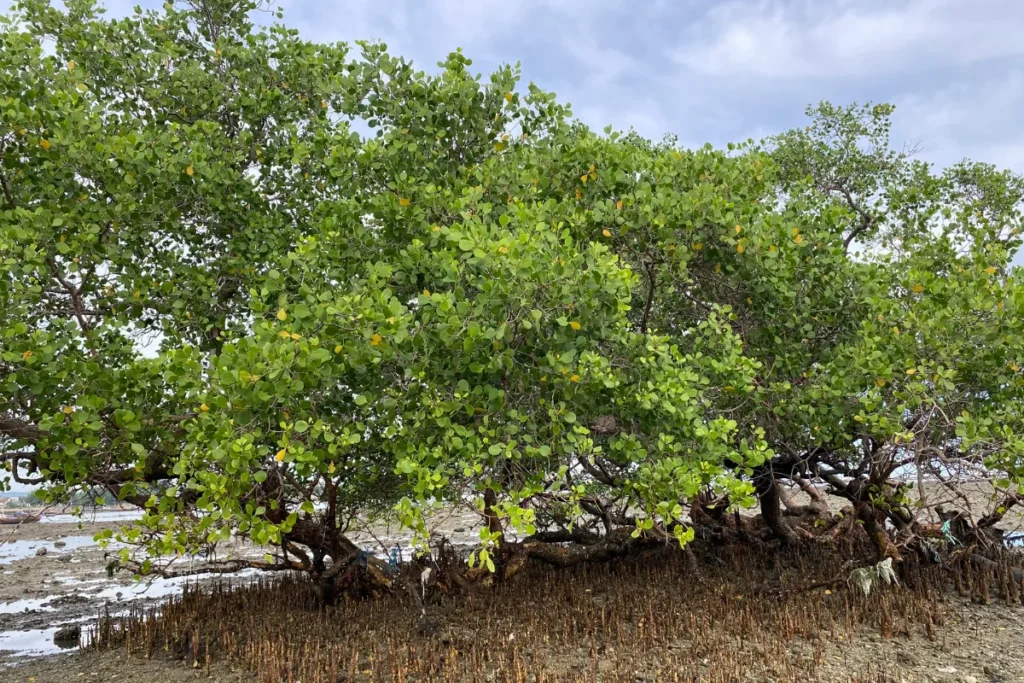 Vegetação de manguezal com árvores baixas e raízes visíveis em terreno úmido